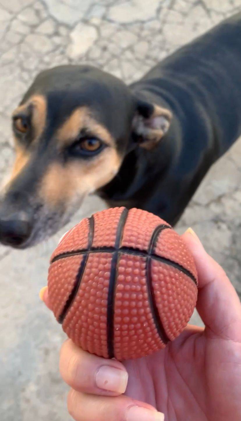 Minha cachorra teve gravidez psicológica ao adotar uma bola. E agora?